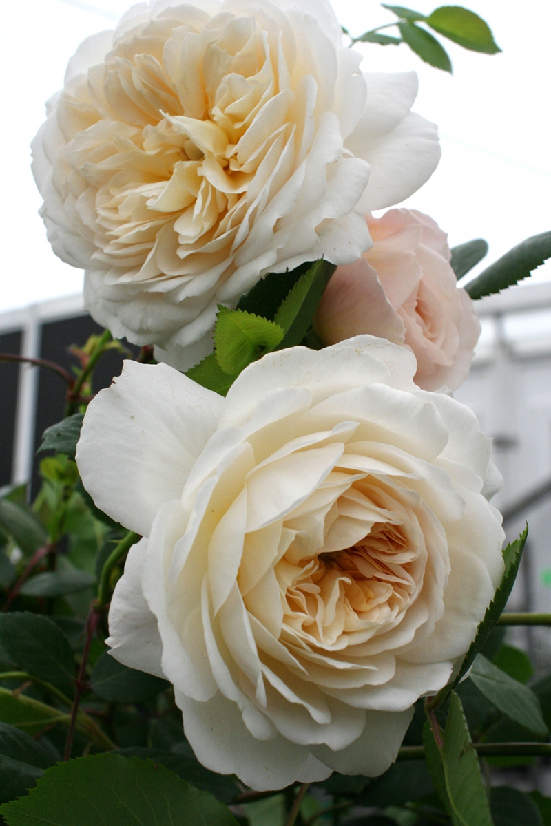 Gorgeous flowers in the Floral Pavillion 